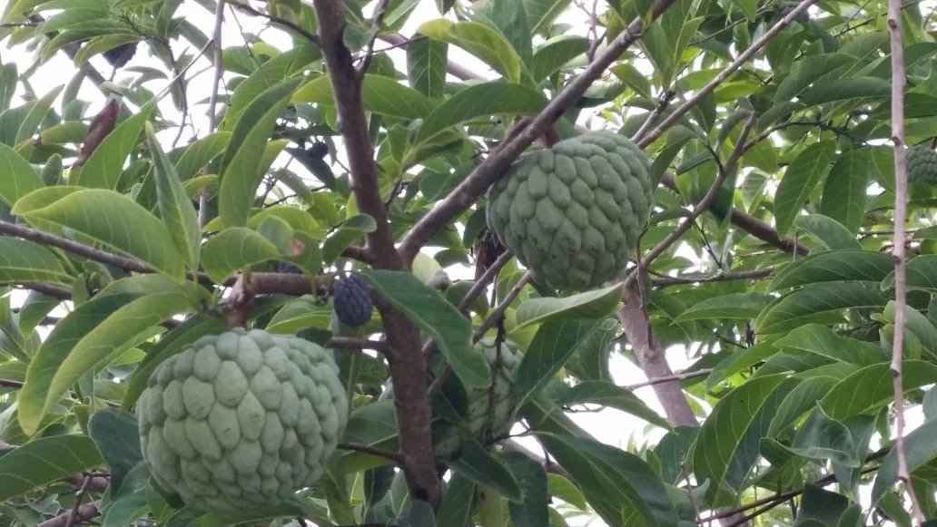 B9357c93b7b1f69b3053f9464432dfd7 ee7a1b470c 1032 original - Attribut alt par défaut.