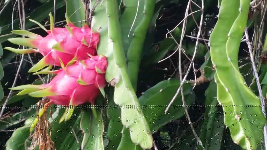 5b4161dc5a8c7fedc38a1de790b181e4 2650db9e0d 1032 original - Attribut alt par défaut.